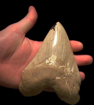 archarocles megalodon Sharktooth Hill Bone Bed Bakersfield
